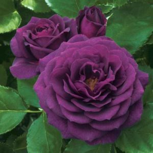 dark purple rose