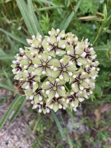 Asclepias sp.; a cluster of green flowers with a surprise bee friend. 