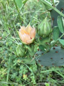 Opuntia cactus with yellow blossom just beginning to open 