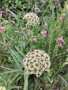 Milkweed plant, multiple clusters of greenish flowers and long, narrow, pointed leaves