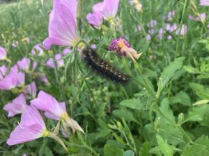 Patch of pink primrose with a fuzzy black caterpillar 