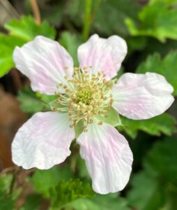 A dewberry flower, five petals, white with pale pink accents